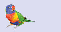 The Communication of Birds