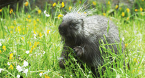 Learning Contentment from the Porcupine